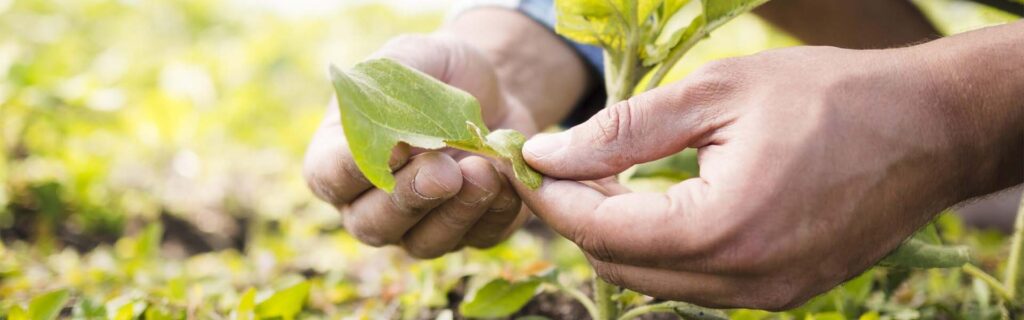 agricultura