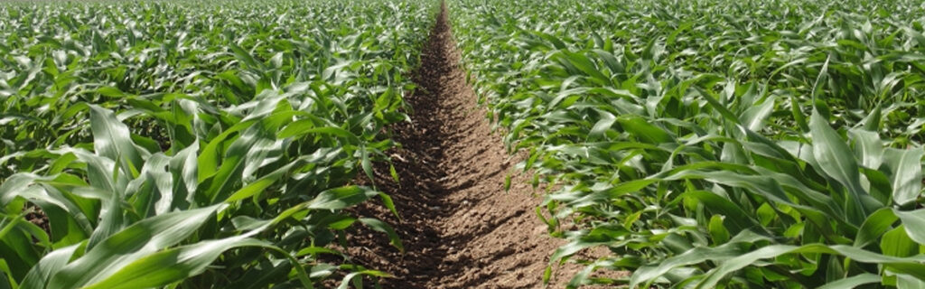 asesoramiento agrícola
