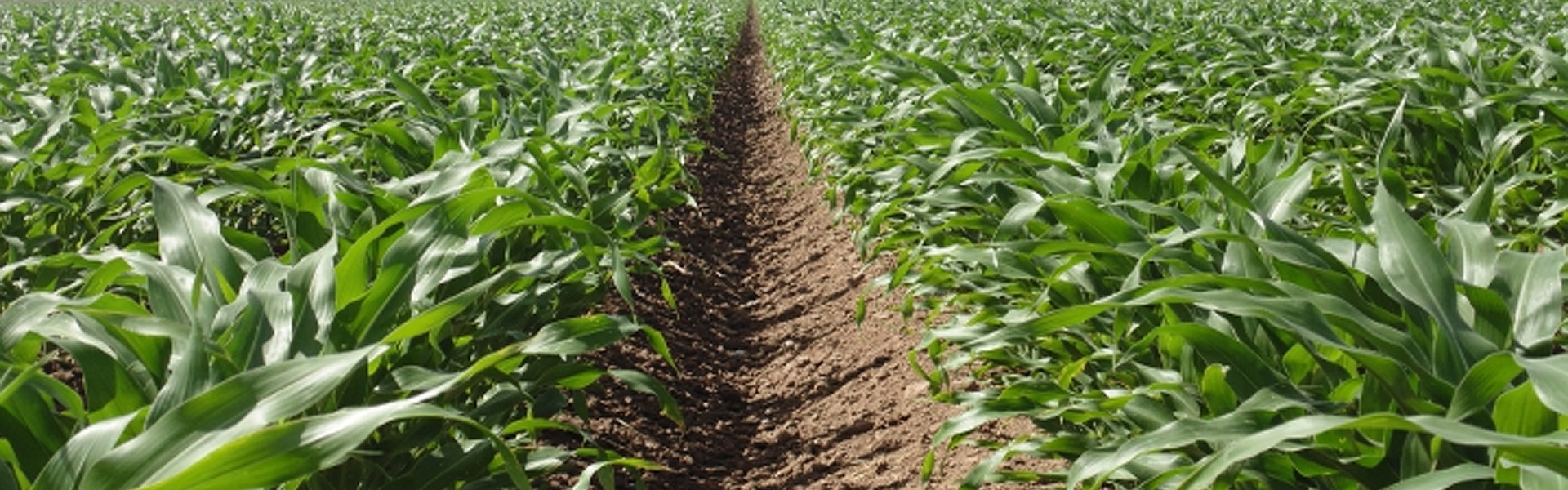asesoramiento agrícola