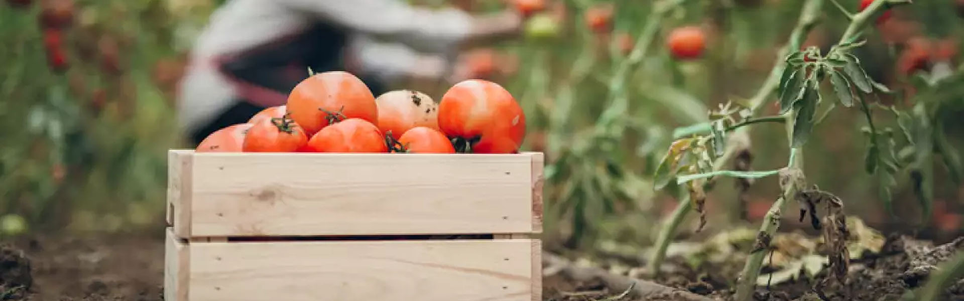 micronutrientes en cultivos