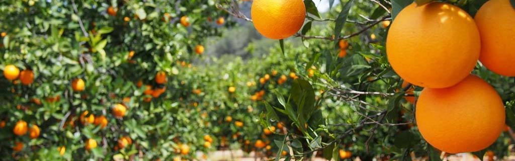 cultivo de naranja en nuevo león